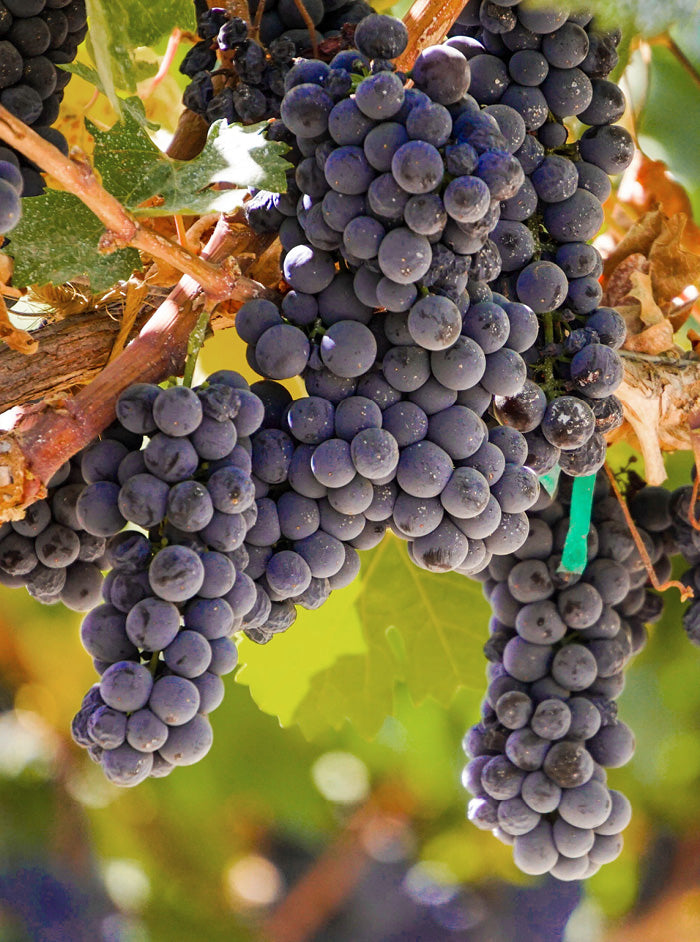 A close-up photograph of a fresh cluster of deep purple Vinifera red grapes, highlighting their natural dusting and antioxidant-rich skin.