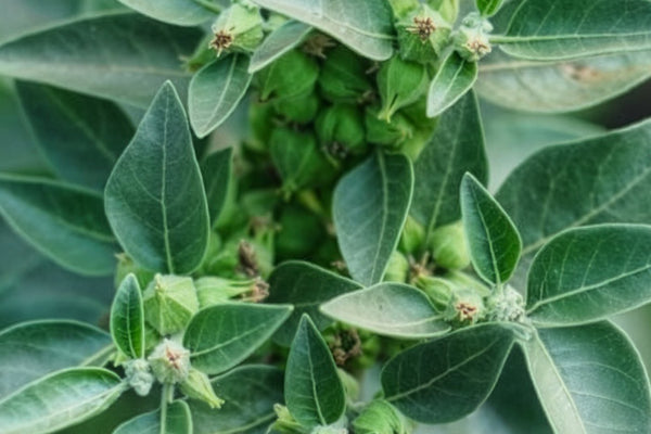 ASHWAGANDHA