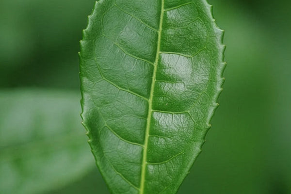 L-Theanine