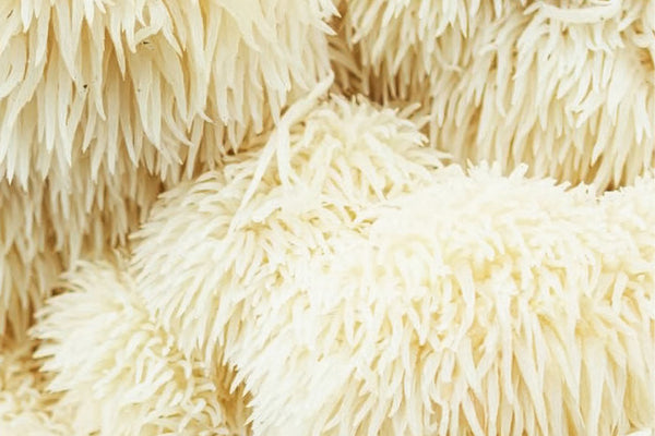 LION'S MANE