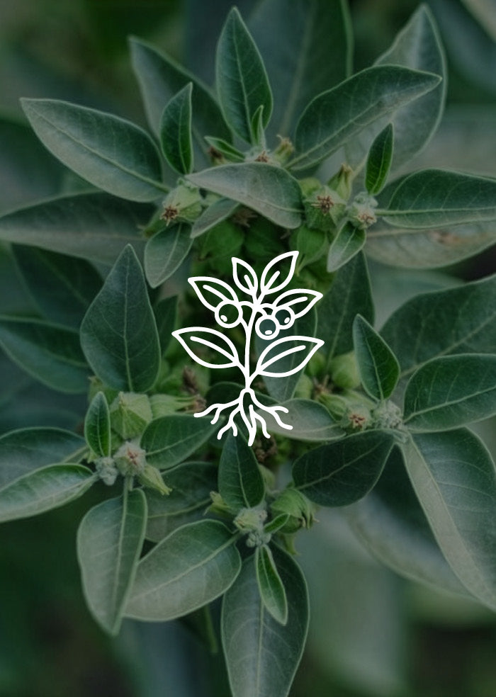 Ashwagandha