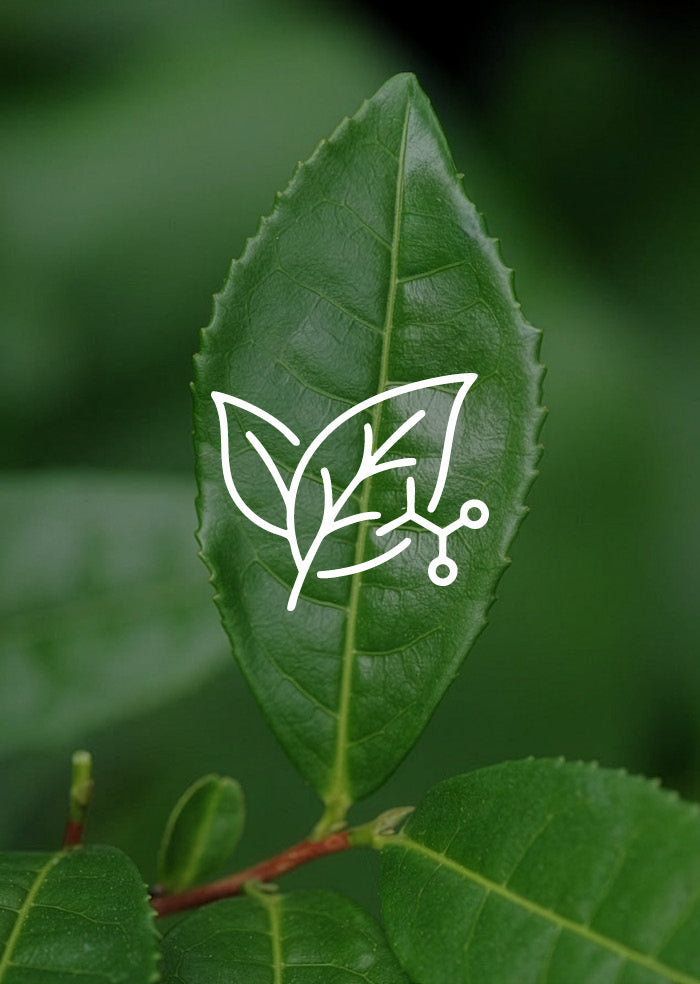 L-Theanine