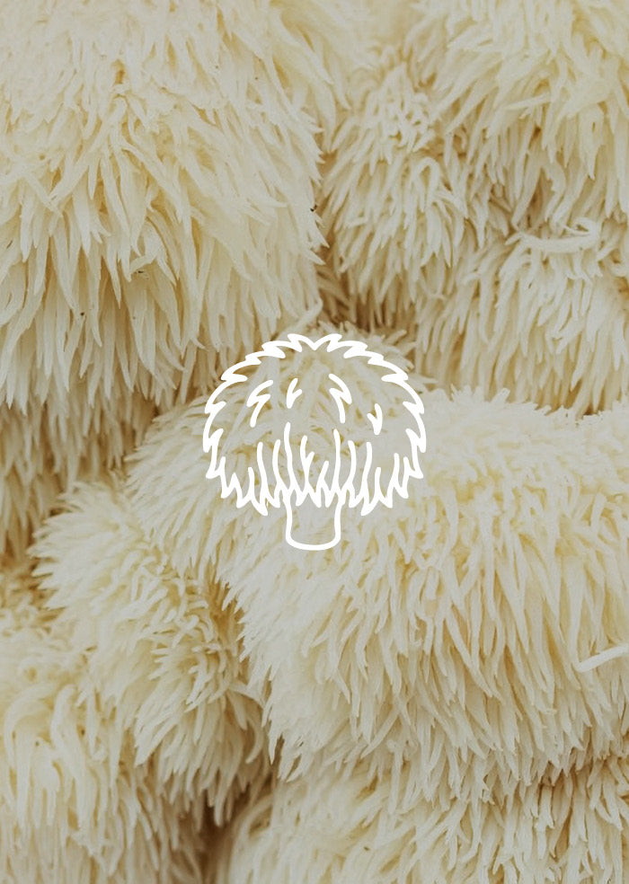 Lion's Mane